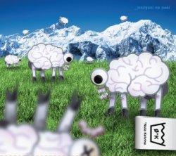 Nula Kelvina: Možgani na paši